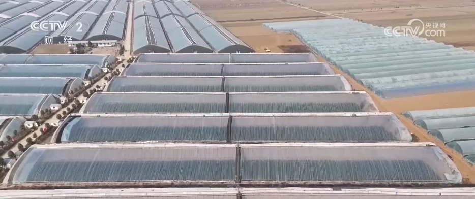 多措并举“迎战”寒潮天气 各地全力保障“菜篮子”稳产稳供