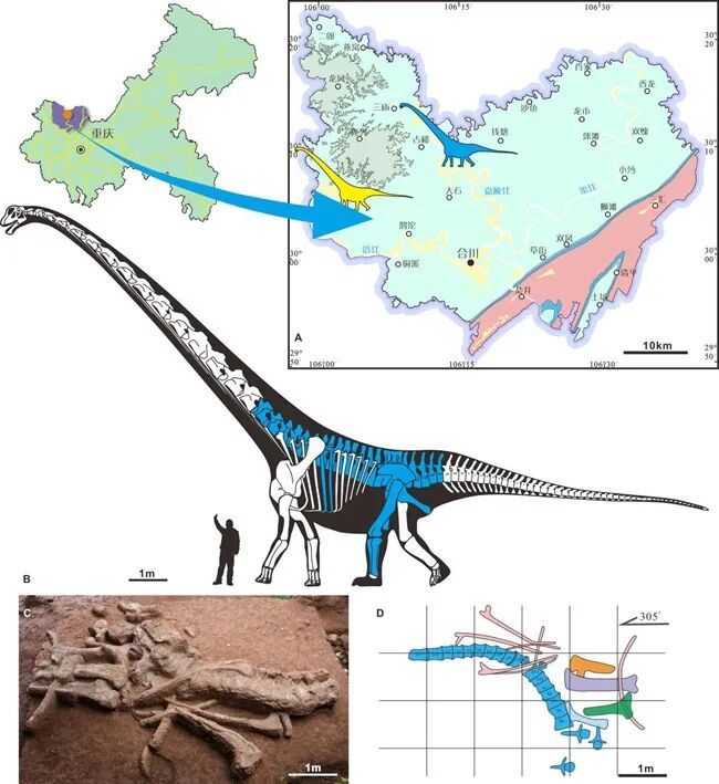 三江马门溪龙!重庆发现恐龙新种 三江马门溪龙!重庆发现恐龙新种