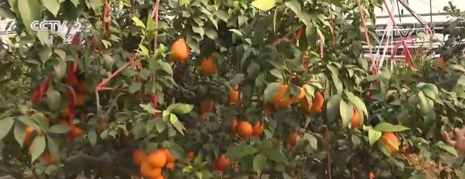 做好“土特产”文章 解锁希望田野里的乡村振兴密码