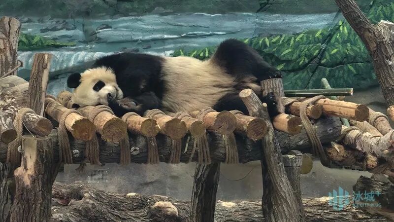 冬日里的“宅家时光”!“芝士”“芝麻”酣睡萌化游客 冬日里的“宅家时光”!“芝士”“芝麻”酣睡萌化游客