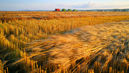 2025年黑龙江粮食总产量1640.06亿斤