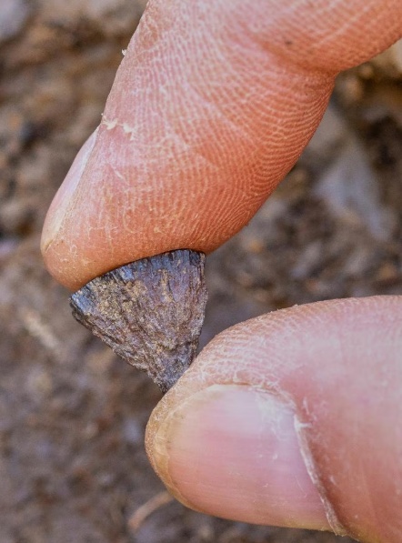 《自然》：人类或在40万年前掌握生火