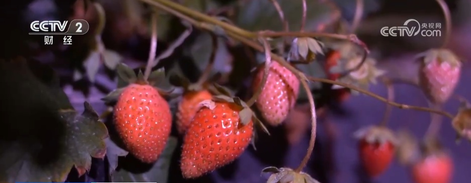 多措并举“迎战”寒潮天气 各地全力保障“菜篮子”稳产稳供