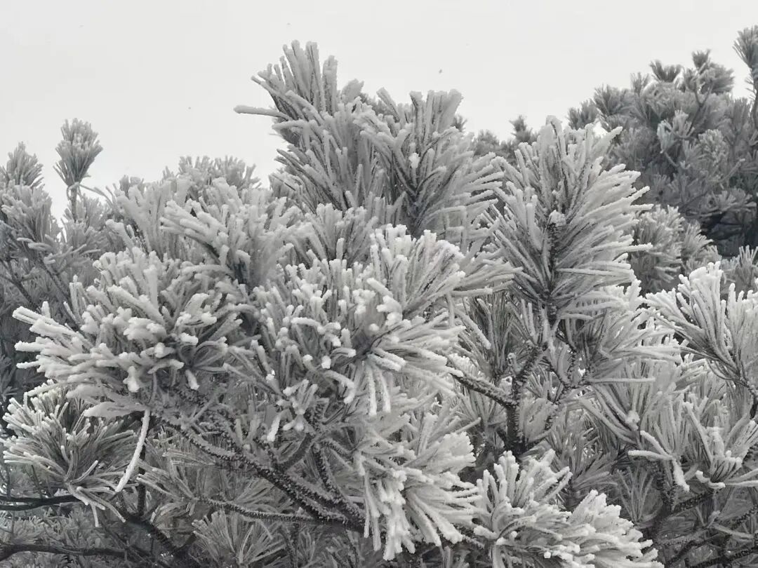 大到暴雪！河南多家景区发布闭园通知→