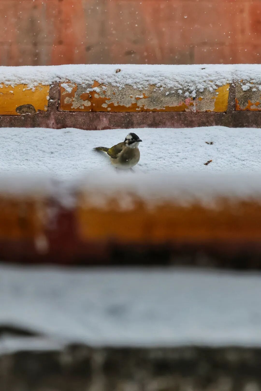 京城初雪！一大波雪景美图来了——