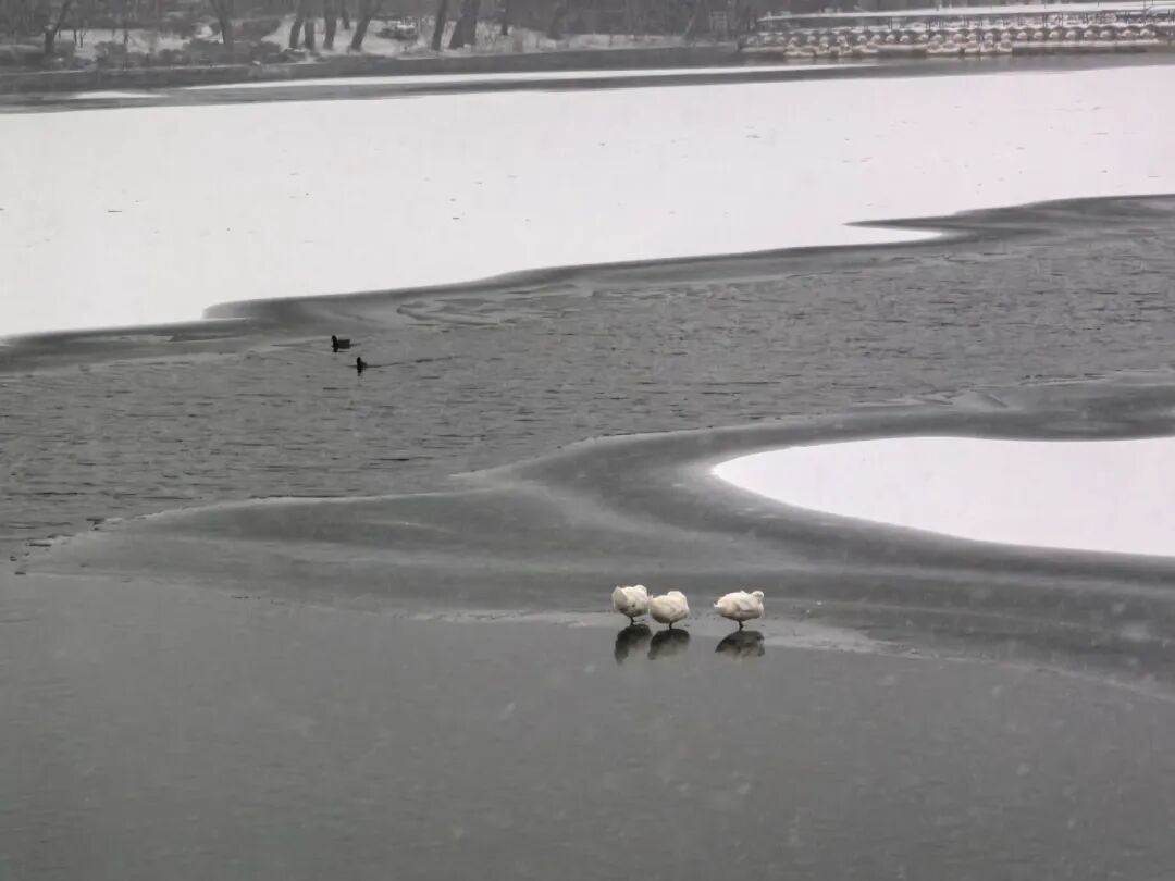 京城初雪！一大波雪景美图来了——