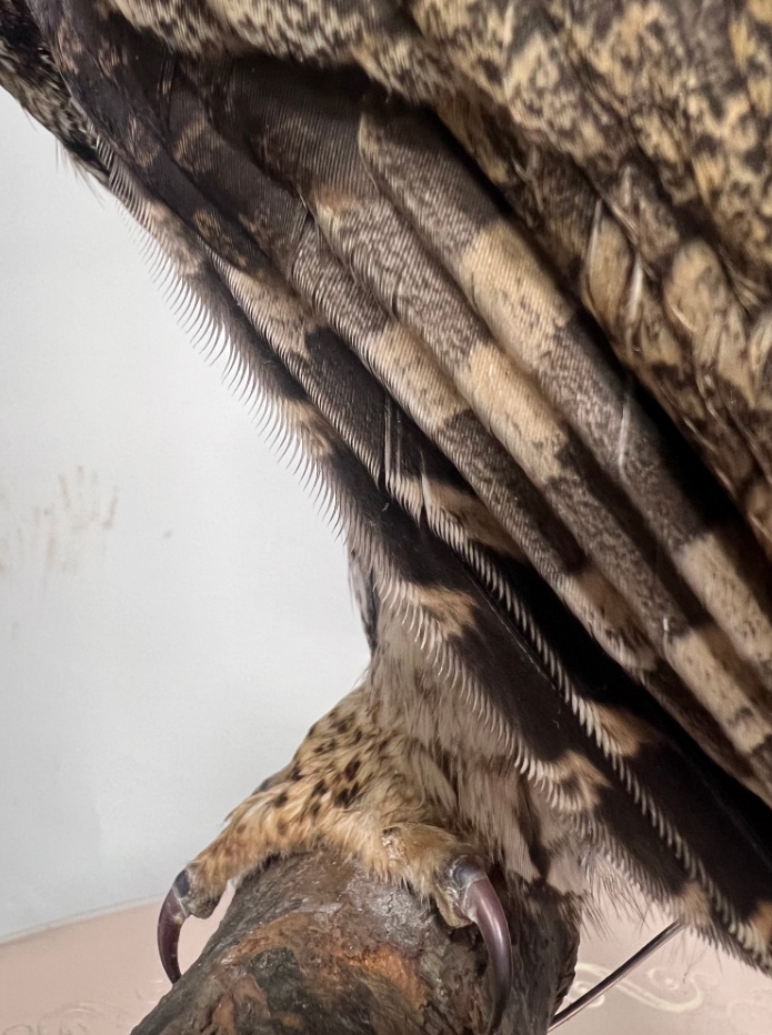 上海首次记录到的灰林鸮在博物馆“重生”，它的故事未完待续