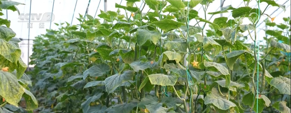 多措并举“迎战”寒潮天气 各地全力保障“菜篮子”稳产稳供