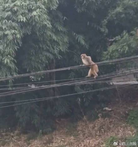 内江猴哥开启悠闲漫游模式 内江猴哥开启悠闲漫游模式