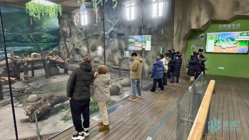 冬日里的“宅家时光”!“芝士”“芝麻”酣睡萌化游客 冬日里的“宅家时光”!“芝士”“芝麻”酣睡萌化游客