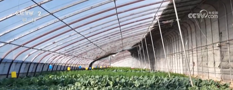 多措并举“迎战”寒潮天气 各地全力保障“菜篮子”稳产稳供