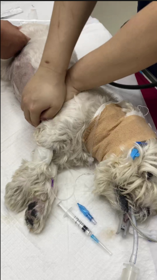 小区投毒致9犬死亡，张某华被判4年，当庭称将上诉