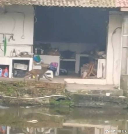 内江猴哥开启悠闲漫游模式 内江猴哥开启悠闲漫游模式