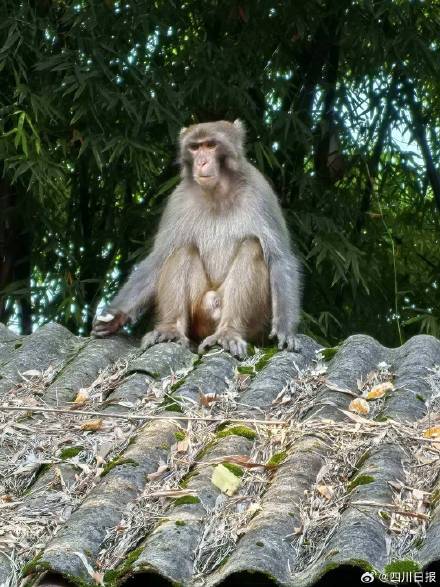 内江猴哥开启悠闲漫游模式 内江猴哥开启悠闲漫游模式