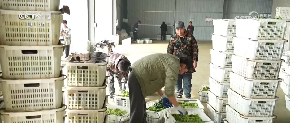 多措并举“迎战”寒潮天气 各地全力保障“菜篮子”稳产稳供