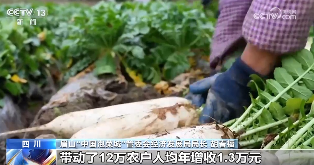 政策组合拳推动“小特产”变成“大产业” 一起揭开“下饭菜”富民密码 政策组合拳推动“小特产”变成“大产业” 一起揭开“下饭菜”富民密码