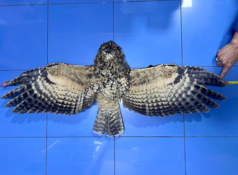 上海首次记录到的灰林鸮在博物馆“重生”，它的故事未完待续