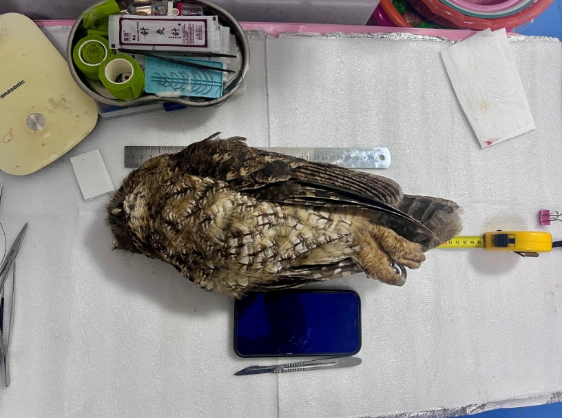 上海首次记录到的灰林鸮在博物馆“重生”，它的故事未完待续