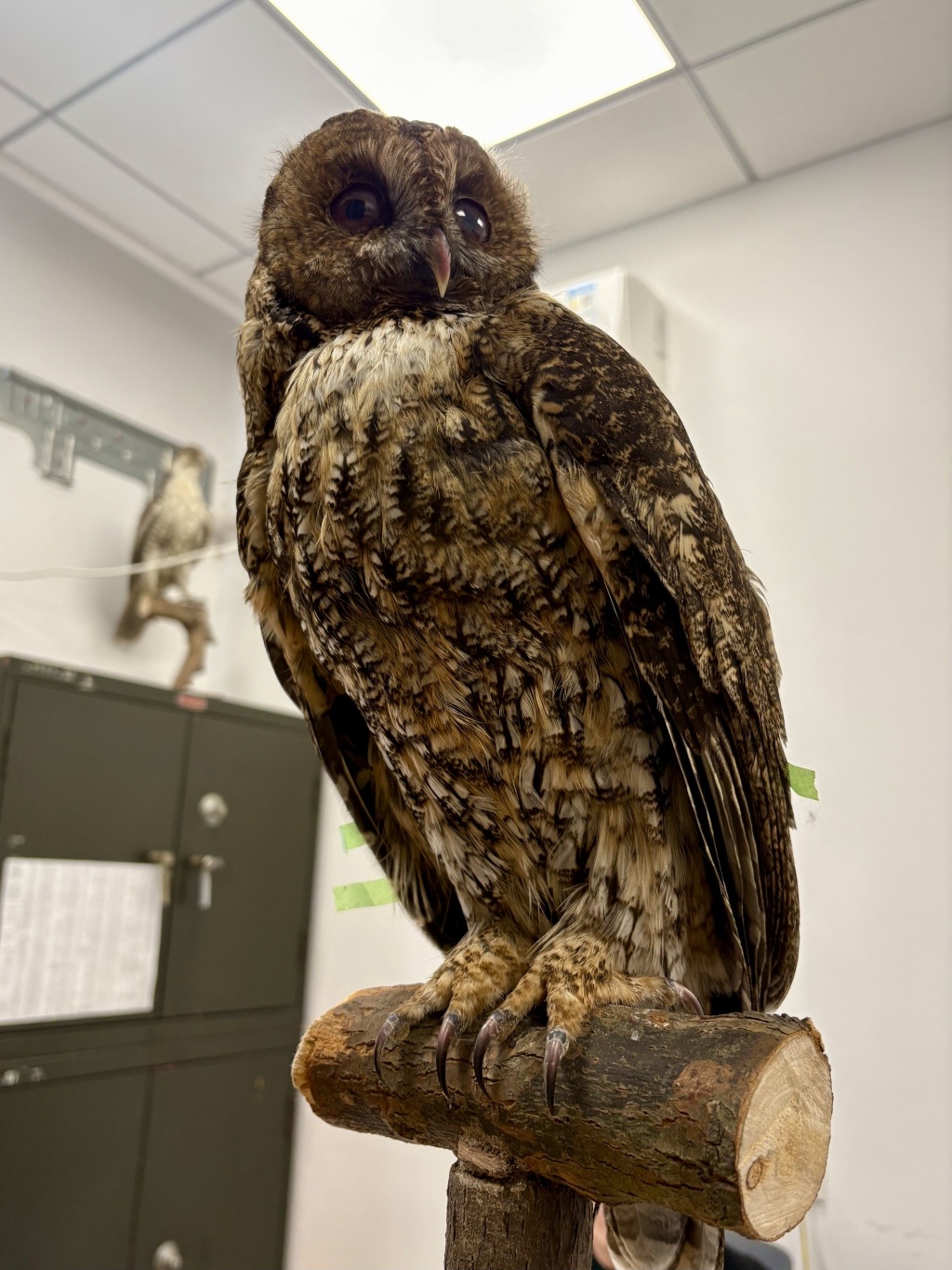 上海首次记录到的灰林鸮在博物馆“重生”，它的故事未完待续
