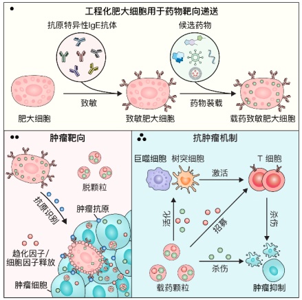 中国科学家,发现抗癌“新利器”! 中国科学家,发现抗癌“新利器”!