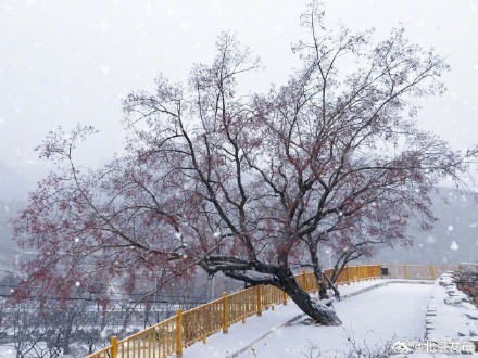 昌平第一波雪景图来了 昌平第一波雪景图来了