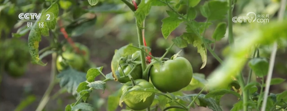 多措并举“迎战”寒潮天气 各地全力保障“菜篮子”稳产稳供