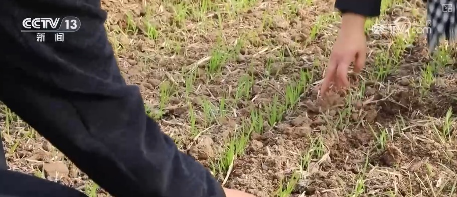 加强管理、除雪保温 打好应对寒潮“组合拳”保障粮油作物平稳越冬