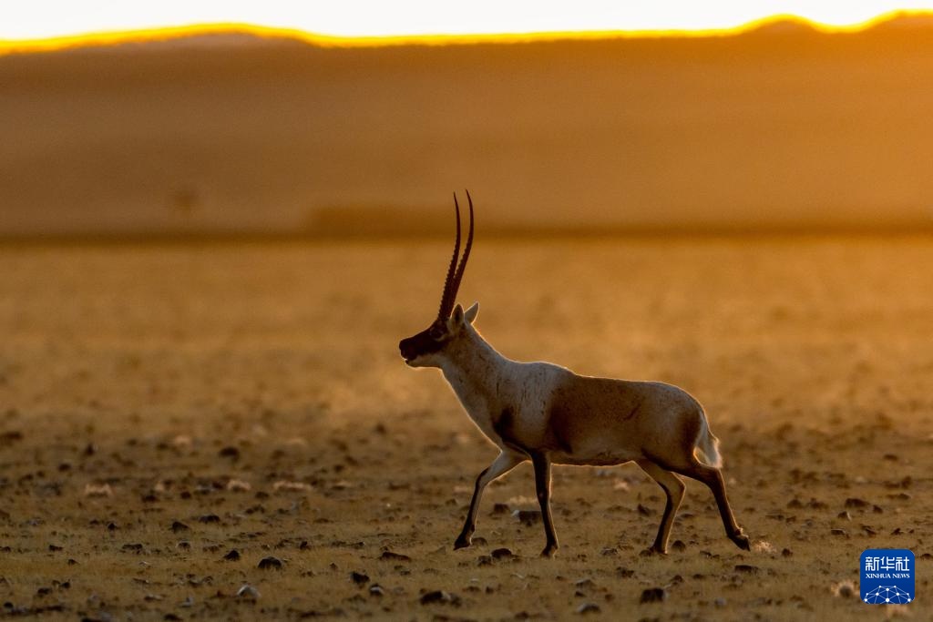 寥廓羌塘 生灵福地