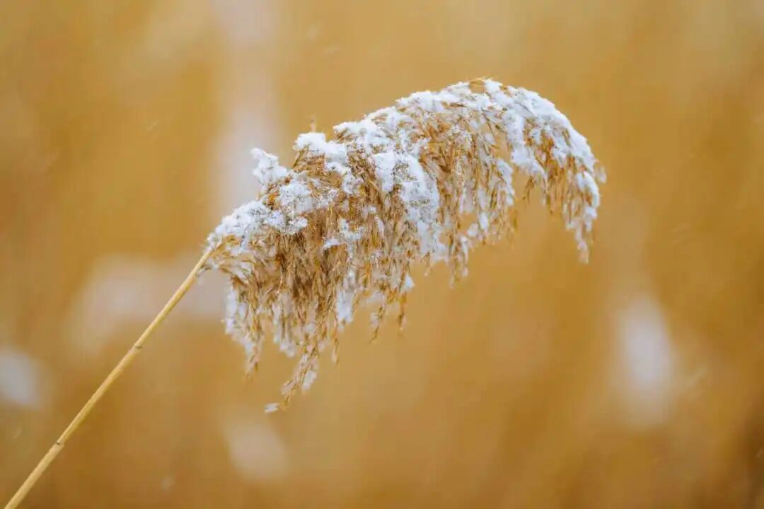 雪中延庆有多美？多图直击→