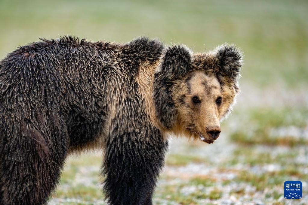 寥廓羌塘 生灵福地