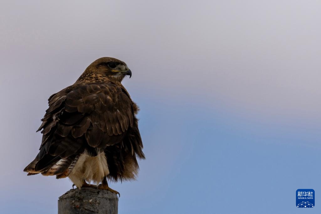 寥廓羌塘 生灵福地