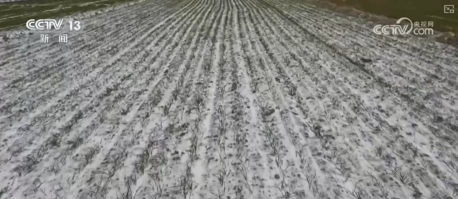 加强管理、除雪保温 打好应对寒潮“组合拳”保障粮油作物平稳越冬