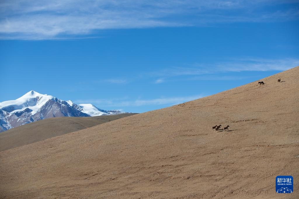 寥廓羌塘 生灵福地