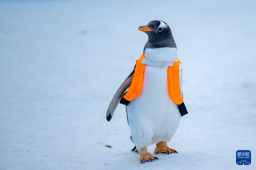 哈尔滨：百只企鹅巡游