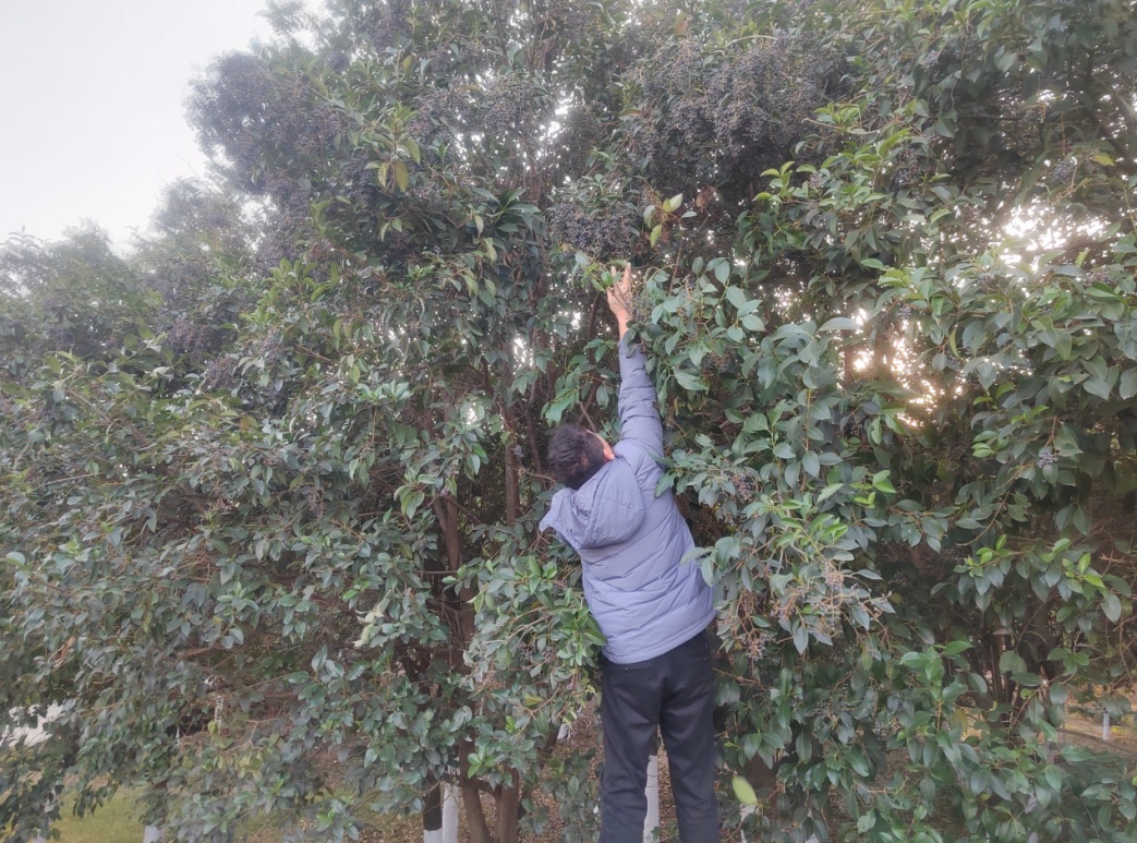 “密密麻麻”!阜阳街头突然增多!别碰、别吃! “密密麻麻”!阜阳街头突然增多!别碰、别吃!