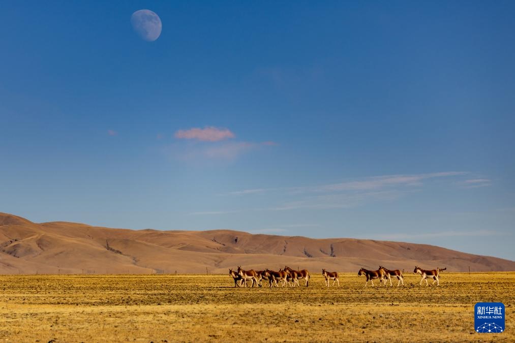 寥廓羌塘 生灵福地