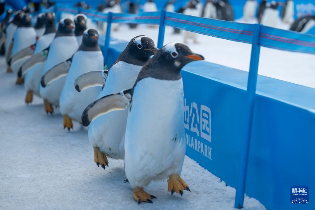 哈尔滨：百只企鹅巡游