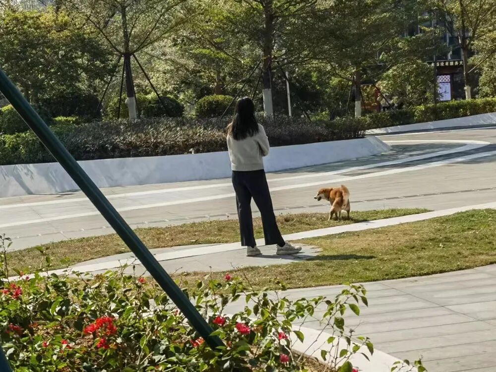 遛狗不拴绳,最高拘10天! 遛狗不拴绳,最高拘10天!