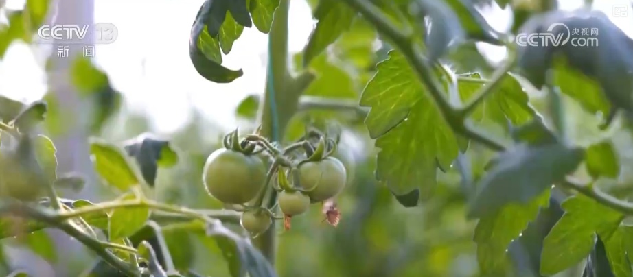 加强管理、除雪保温 打好应对寒潮“组合拳”保障粮油作物平稳越冬