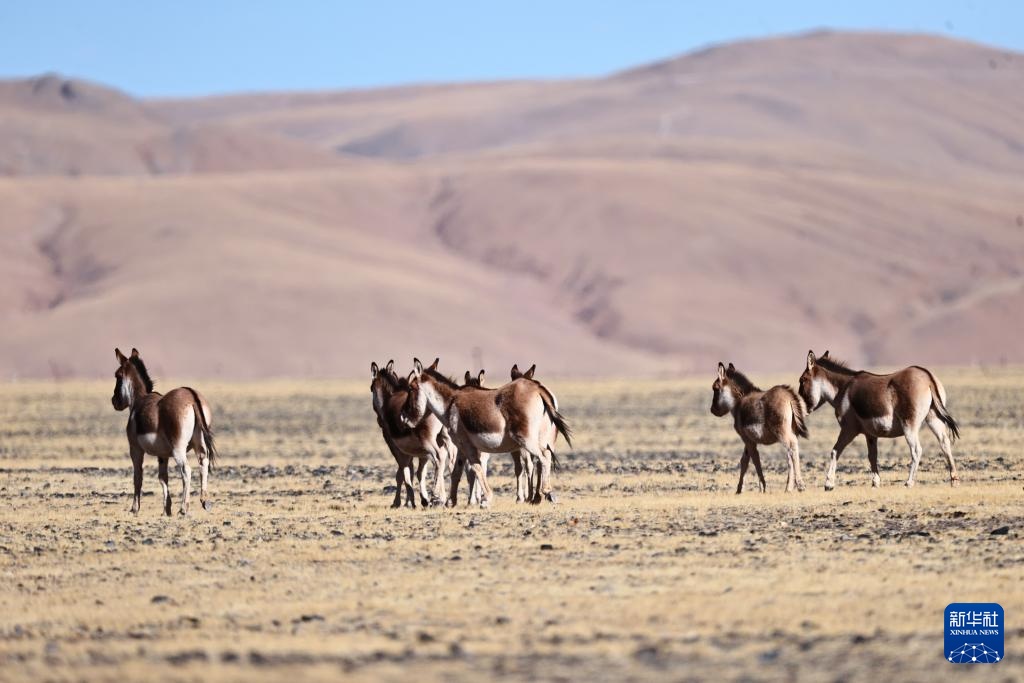 寥廓羌塘 生灵福地
