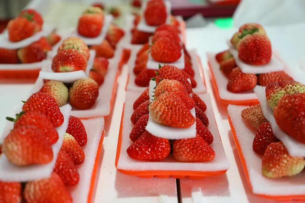 “膨大剂”催熟草莓这个月大量上市?记者调查→ “膨大剂”催熟草莓这个月大量上市?记者调查→