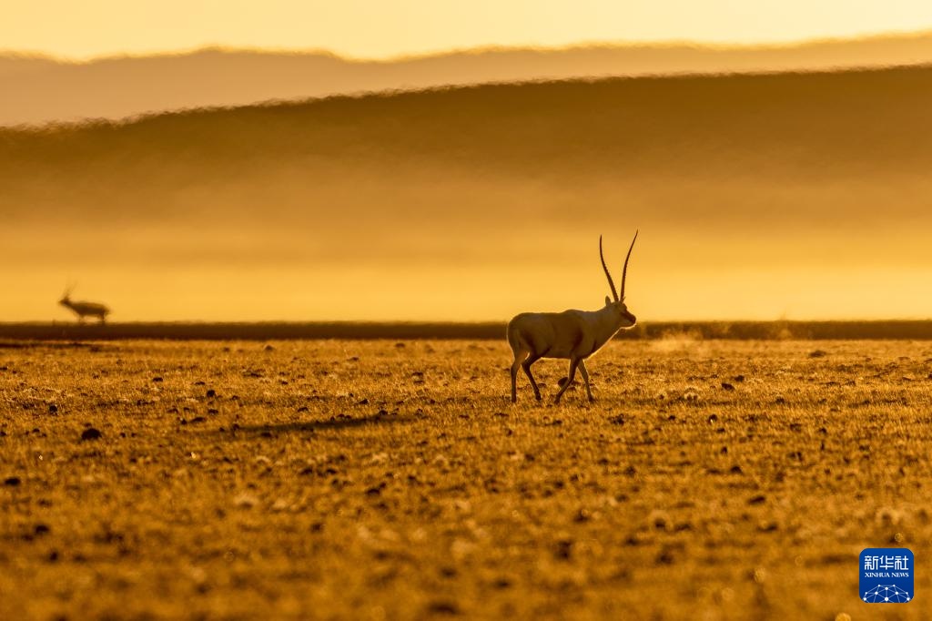 寥廓羌塘 生灵福地