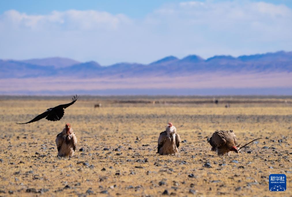 寥廓羌塘 生灵福地