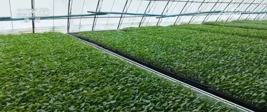 加强管理、除雪保温 打好应对寒潮“组合拳”保障粮油作物平稳越冬