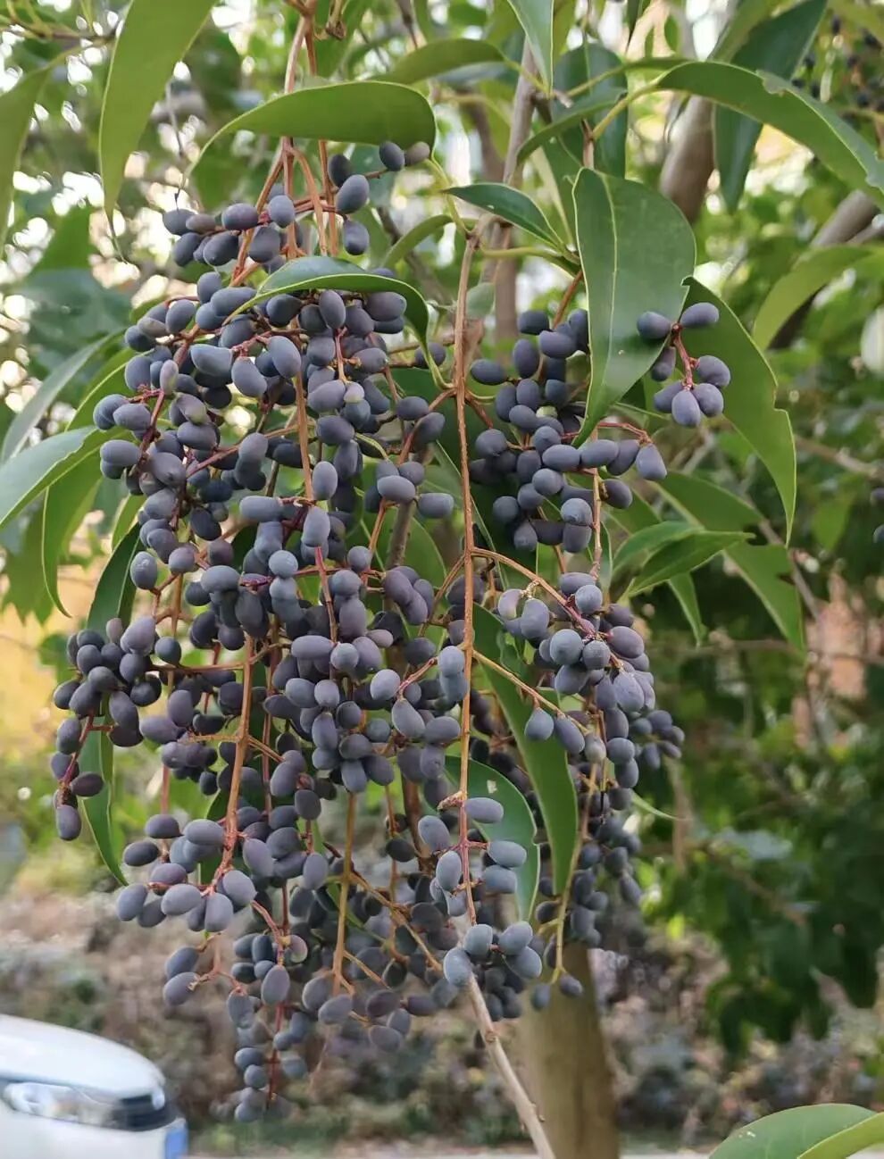 “密密麻麻”!阜阳街头突然增多!别碰、别吃! “密密麻麻”!阜阳街头突然增多!别碰、别吃!