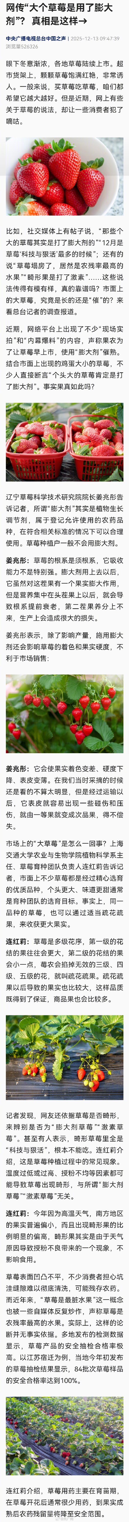 大个草莓是用了膨大剂系谣言 大个草莓是用了膨大剂系谣言