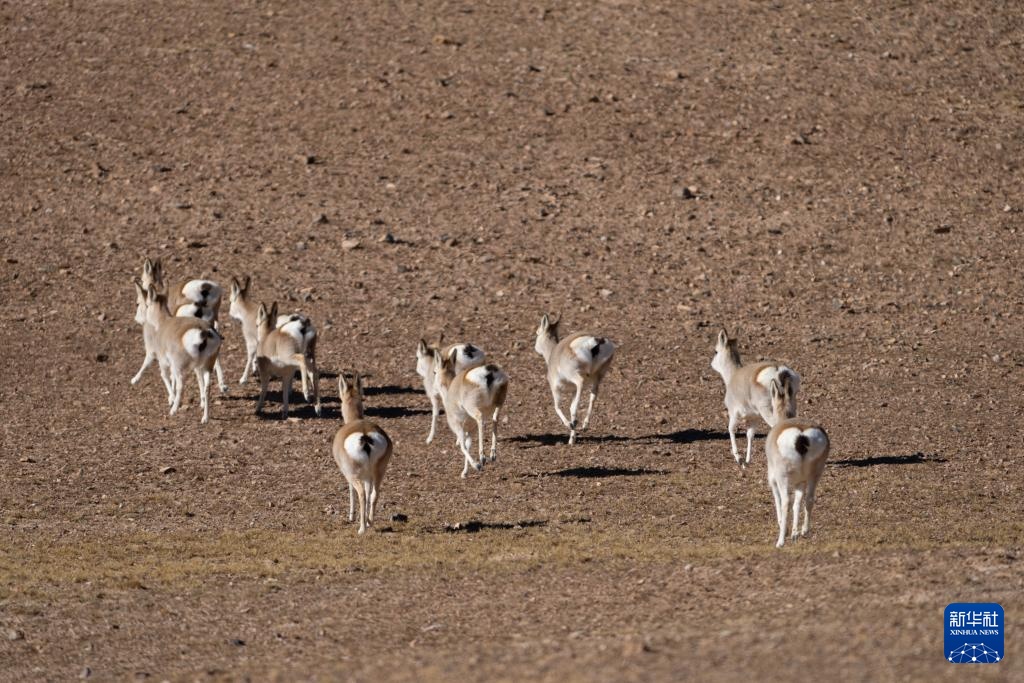寥廓羌塘 生灵福地