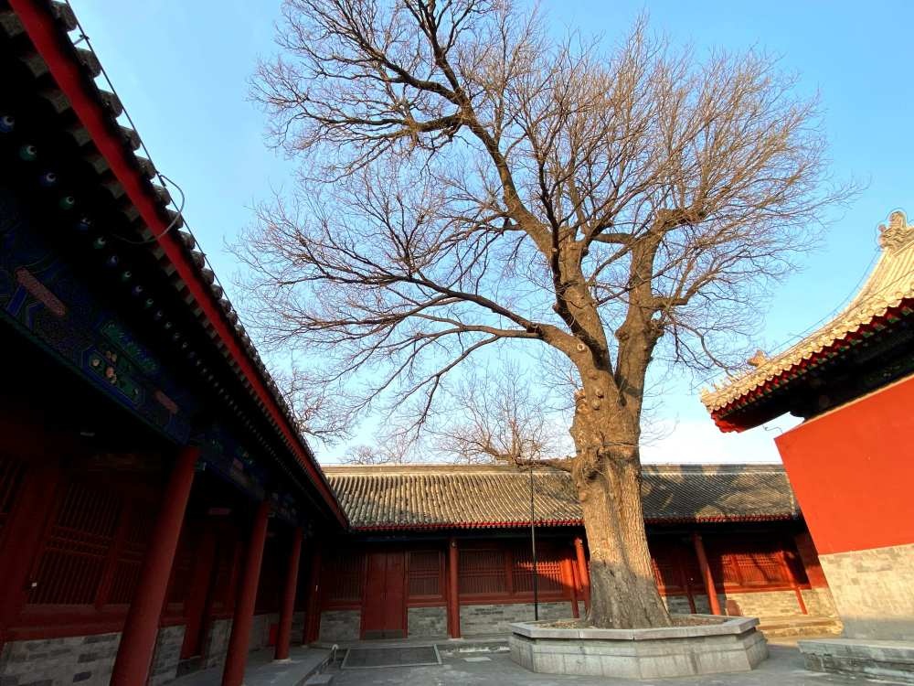 天坛公园，曾藏着一座“细菌工厂”