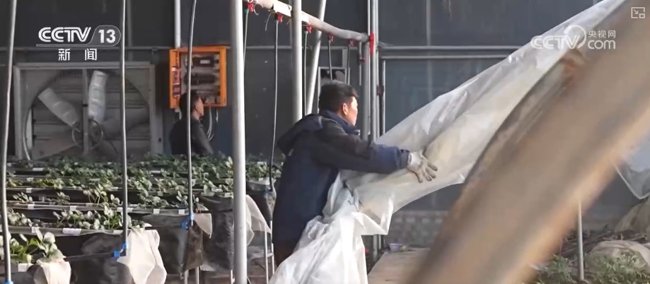 加强管理、除雪保温 打好应对寒潮“组合拳”保障粮油作物平稳越冬