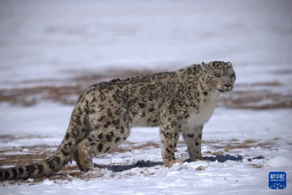寥廓羌塘 生灵福地